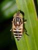 Eristalinus sp.